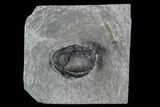 Enrolled Eldredgeops (Phacops) Trilobite - New York #95938-1